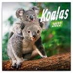 Kalendarz ścienny 2022 Koale