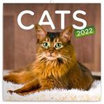 Kalendarz ścienny 2022 Koty